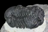 Austerops Trilobite - Ofaten, Morocco #75483-3